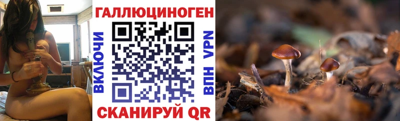 где продают   Мончегорск  Галлюциногенные грибы Magic Shrooms 